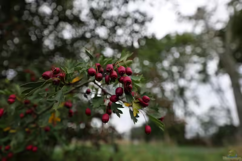 Crataegus im Garten pflanzen (Einrichtungsbeispiele mit Weißdorn) Crataegus im Garten pflanzen (Einrichtungsbeispiele mit Weißdorn)