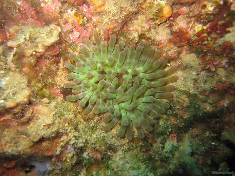 Cribrinopsis crassa im Aquarium halten (Einrichtungsbeispiele für Fleischanemone) Cribrinopsis crassa im Aquarium halten (Einrichtungsbeispiele für Fleischanemone)