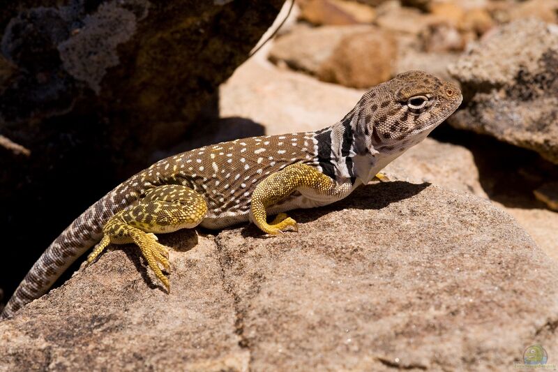 Crotaphytus collaris im Terrarium halten (Einrichtungsbeispiele für Halsbandleguan)