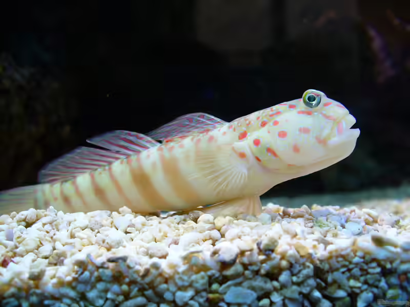 Cryptocentrus leptocephalus im Aquarium halten (Einrichtungsbeispiele für Schlankkopf-Symbiosegrundel) Cryptocentrus leptocephalus im Aquarium halten (Einrichtungsbeispiele für Schlankkopf-Symbiosegrundel)