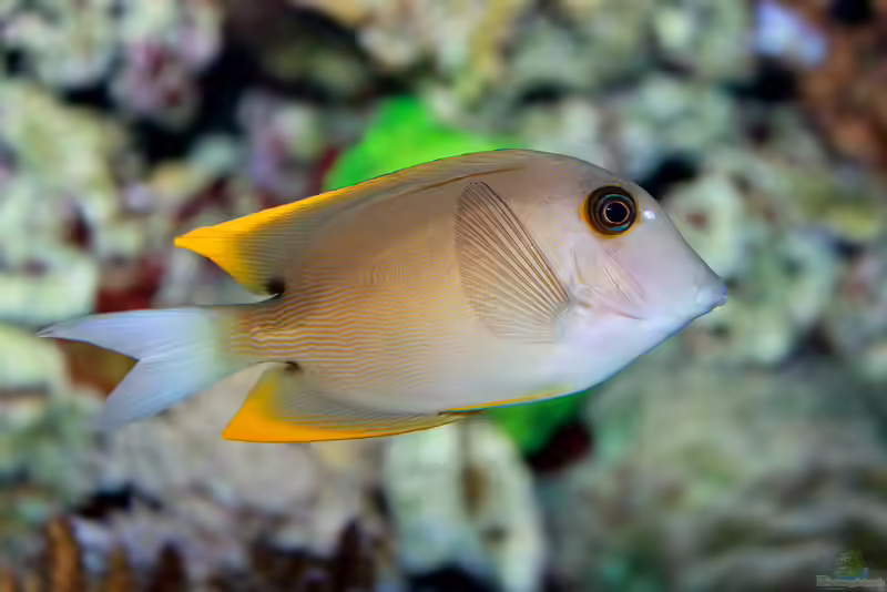 Ctenochaetus tominiensis im Aquarium halten (Einrichtungsbeispiele für Tomini-Borstenzahndoktorfisch) Ctenochaetus tominiensis im Aquarium halten (Einrichtungsbeispiele für Tomini-Borstenzahndoktorfisch)
