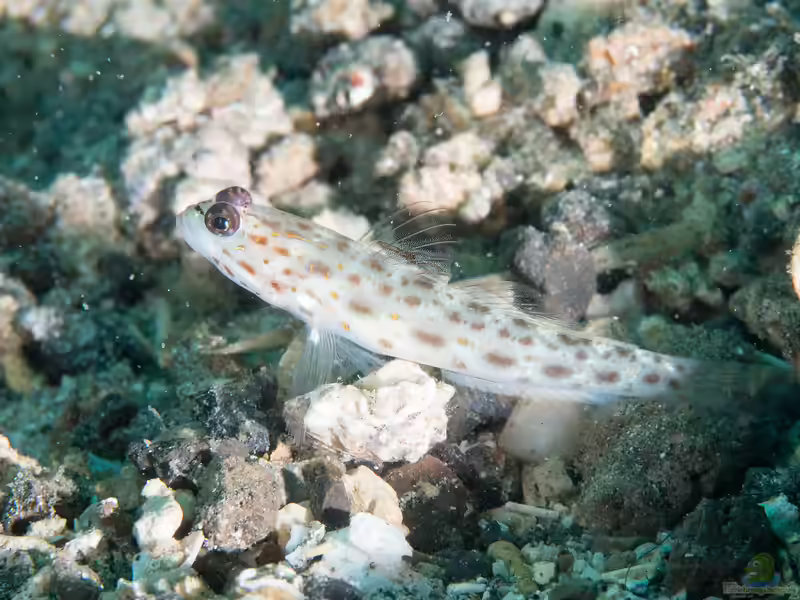 Ctenogobiops feroculus im Aquarium halten (Einrichtungsbeispiele für Sandgrundel) Ctenogobiops feroculus im Aquarium halten (Einrichtungsbeispiele für Sandgrundel)
