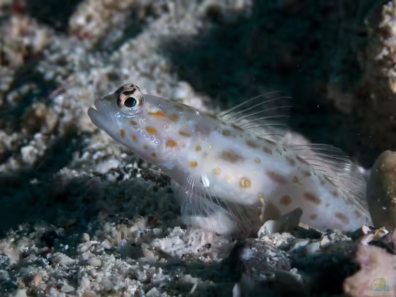 Ctenogobiops mitodes im Aquarium halten (Einrichtungsbeispiele für Ctenogobiops mitodes) Ctenogobiops mitodes im Aquarium halten (Einrichtungsbeispiele für Ctenogobiops mitodes)