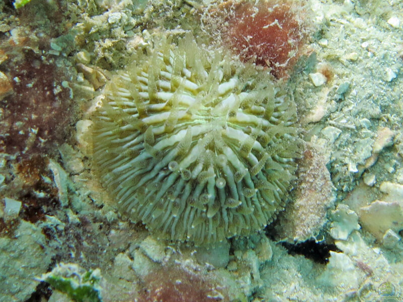 Cycloseris cyclolites im Aquarium halten (Einrichtungsbeispiele für Großpolypige Steinkoralle) Cycloseris cyclolites im Aquarium halten (Einrichtungsbeispiele für Großpolypige Steinkoralle)