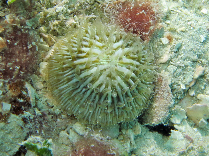 Cycloseris cyclolites im Aquarium halten (Einrichtungsbeispiele für Großpolypige Steinkoralle)