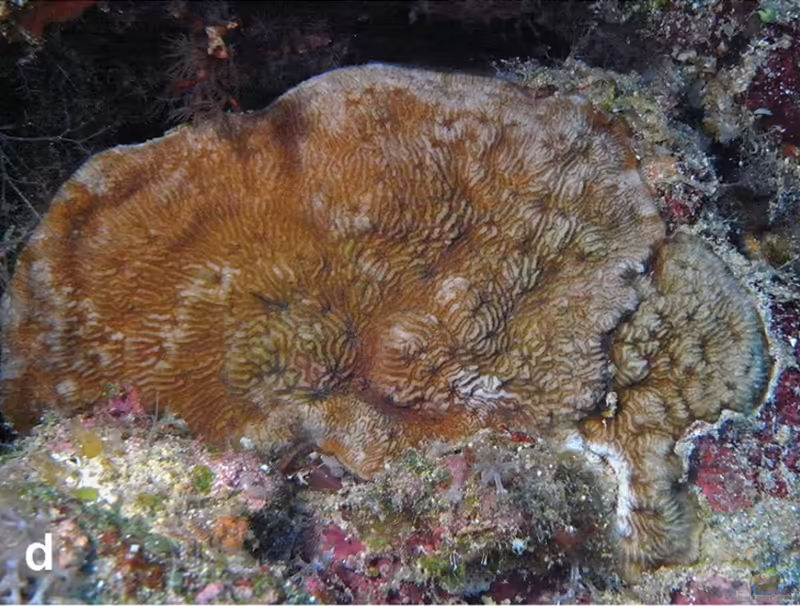Cycloseris explanulata im Aquarium halten (Einrichtungsbeispiele für Großpolypige Steinkoralle) Cycloseris explanulata im Aquarium halten (Einrichtungsbeispiele für Großpolypige Steinkoralle)