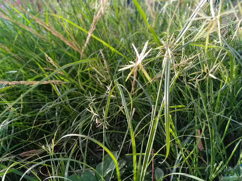 Cyperus esculentus im Garten pflanzen (Einrichtungsbeispiele mit Erdmandel) Cyperus esculentus im Garten pflanzen (Einrichtungsbeispiele mit Erdmandel)