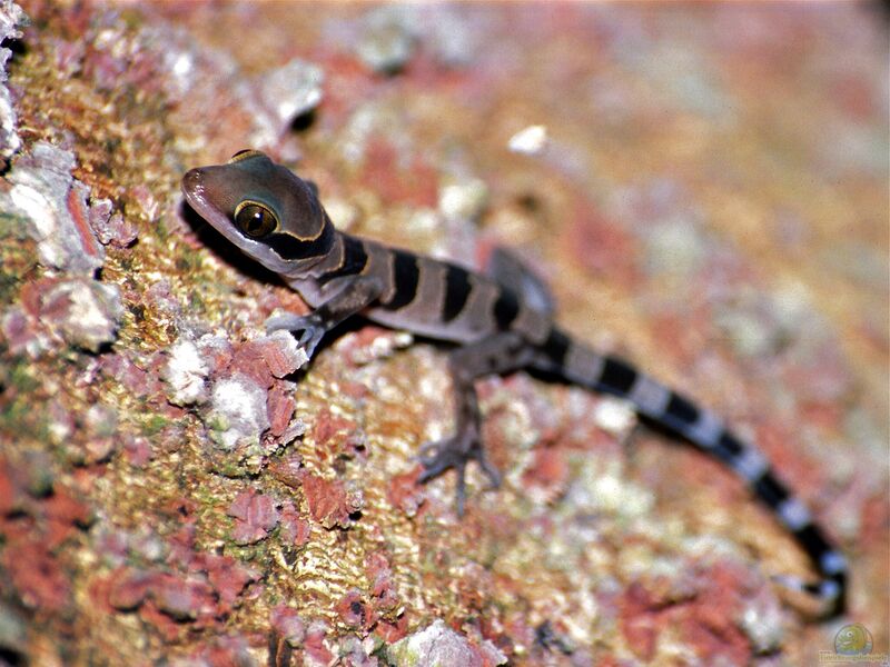Cyrtodactylus pulchellus im Terrarium halten (Einrichtungsbeispiele mit Schöngeckos) Cyrtodactylus pulchellus im Terrarium halten (Einrichtungsbeispiele mit Schöngeckos)
