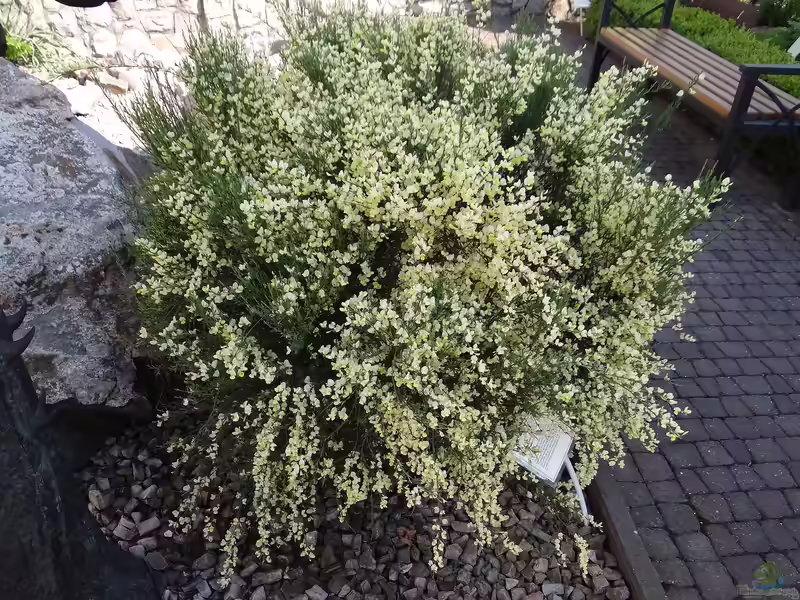 Cytisus praecox im Garten pflanzen (Einrichtungsbeispiele mit Elfenbein-Ginster) Cytisus praecox im Garten pflanzen (Einrichtungsbeispiele mit Elfenbein-Ginster)