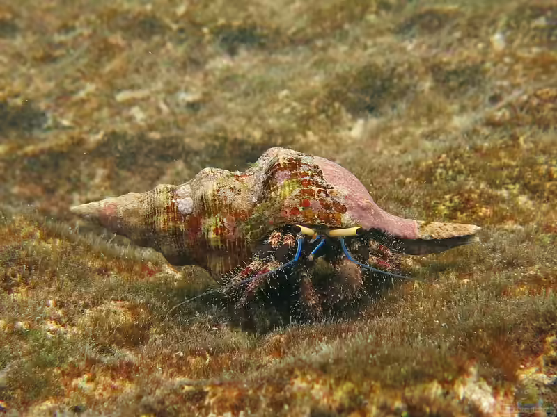Dardanus lagopodes im Aquarium halten (Einrichtungsbeispiele für Riff-Einsiedlerkrebs) Dardanus lagopodes im Aquarium halten (Einrichtungsbeispiele für Riff-Einsiedlerkrebs)