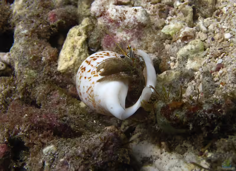 Dardanus scutellatus im Aquarium halten (Einrichtungsbeispiele für Scutella-Einsiedlerkrebs) Dardanus scutellatus im Aquarium halten (Einrichtungsbeispiele für Scutella-Einsiedlerkrebs)