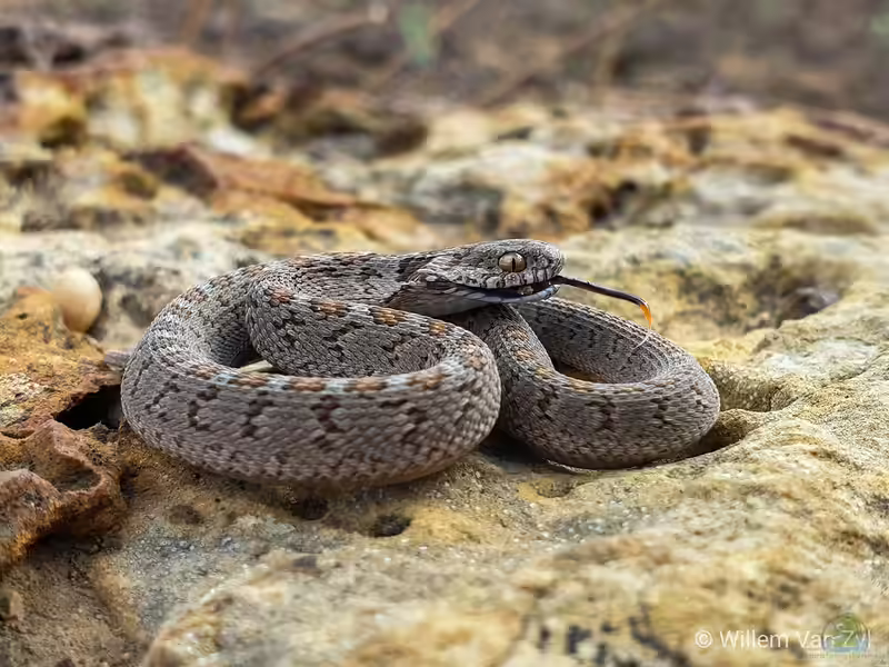 Dasypeltis scabra im Terrarium halten (Einrichtungsbeispiele für Afrikanische Eierschlangen) Dasypeltis scabra im Terrarium halten (Einrichtungsbeispiele für Afrikanische Eierschlangen)