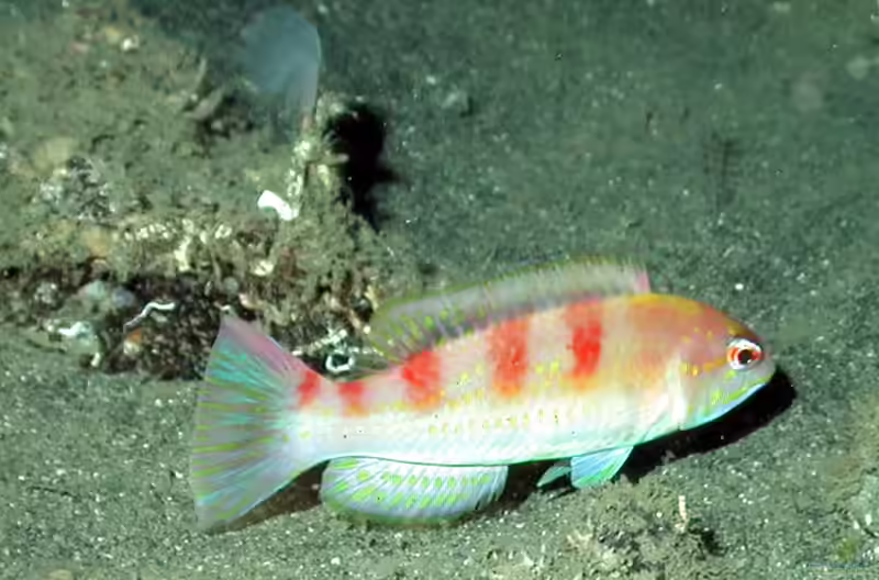 Decodon puellaris im Aquarium halten (Einrichtungsbeispiele für Roter Schweinsfisch) Decodon puellaris im Aquarium halten (Einrichtungsbeispiele für Roter Schweinsfisch)