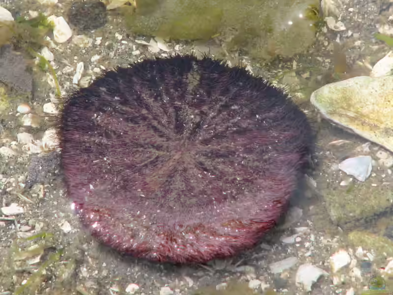 Dendraster excentricus im Aquarium halten (Einrichtungsbeispiele für Pazifischer Sanddollar) Dendraster excentricus im Aquarium halten (Einrichtungsbeispiele für Pazifischer Sanddollar)