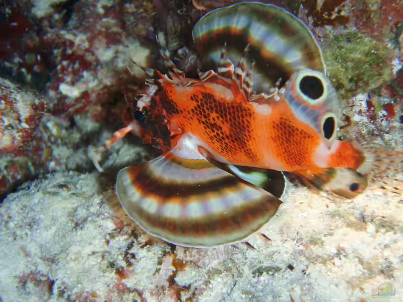 Dendrochirus biocellatus im Aquarium halten (Einrichtungsbeispiele für Pfauenaugen-Zwergfeuerfisch) Dendrochirus biocellatus im Aquarium halten (Einrichtungsbeispiele für Pfauenaugen-Zwergfeuerfisch)