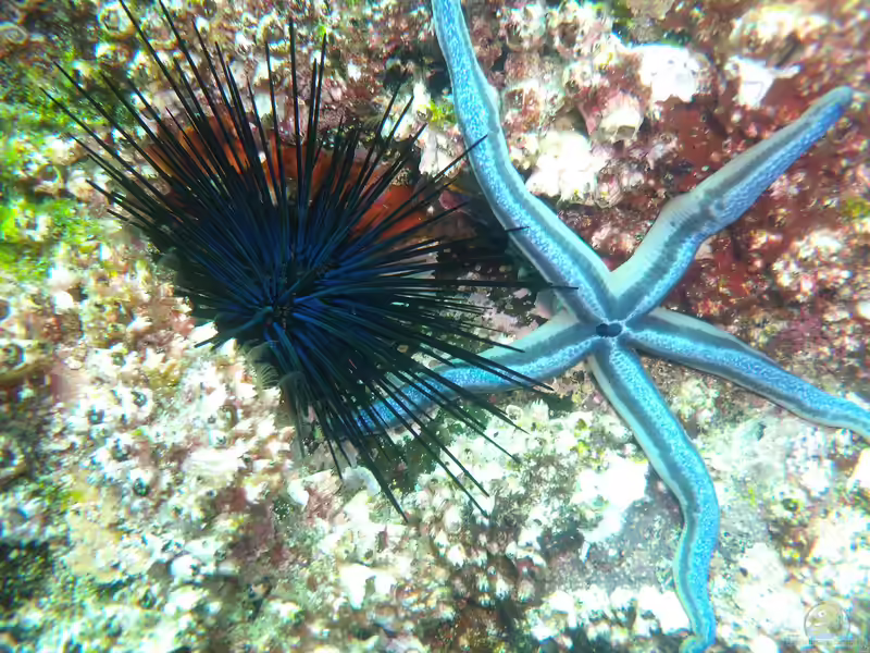 Diadema mexicanum im Aquarium halten (Einrichtungsbeispiele für Mexikanischer-Diadem-Seeigel) Diadema mexicanum im Aquarium halten (Einrichtungsbeispiele für Mexikanischer-Diadem-Seeigel)