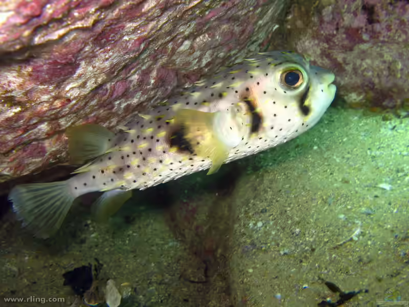 Dicotylichthys punctulatus im Aquarium halten (Einrichtungsbeispiele für Stachelschwanz-Kugelfisch) Dicotylichthys punctulatus im Aquarium halten (Einrichtungsbeispiele für Stachelschwanz-Kugelfisch)