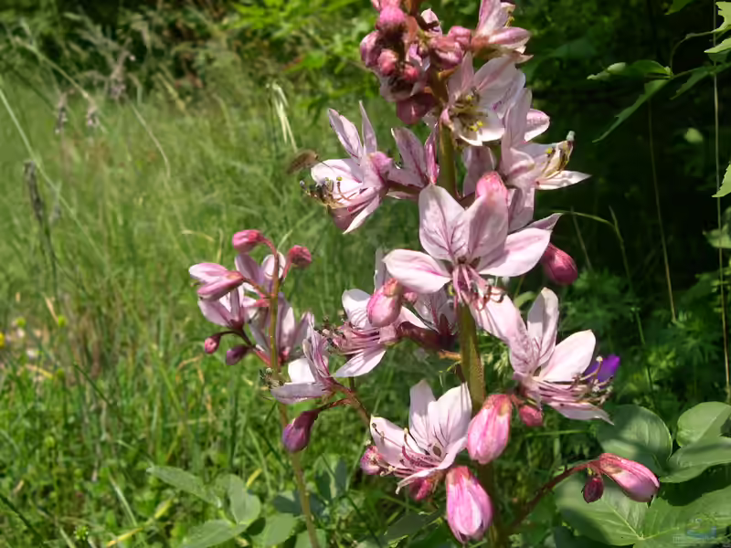 Dictamnus albus im Garten pflanzen (Einrichtungsbeispiele mit Diptam) Dictamnus albus im Garten pflanzen (Einrichtungsbeispiele mit Diptam)