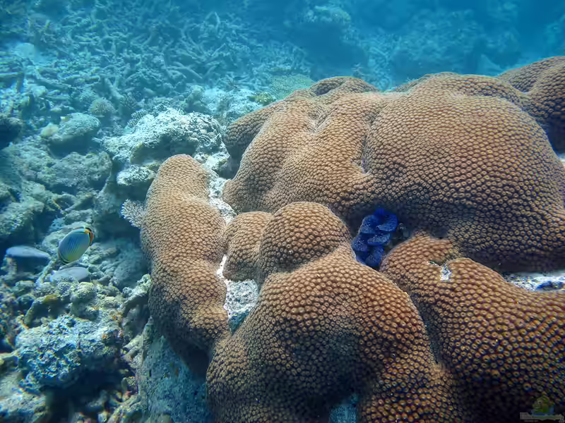 Diploastrea heliopora im Aquarium halten (Einrichtungsbeispiele für Honigwabenkoralle) Diploastrea heliopora im Aquarium halten (Einrichtungsbeispiele für Honigwabenkoralle)