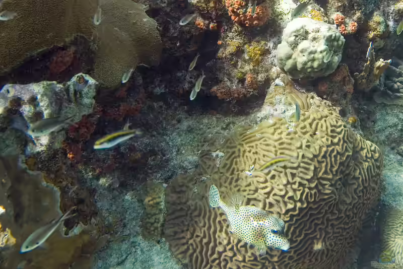 Diploria clivosa im Aquarium halten (Einrichtungsbeispiele für Knorrige Gehirnkoralle) Diploria clivosa im Aquarium halten (Einrichtungsbeispiele für Knorrige Gehirnkoralle)