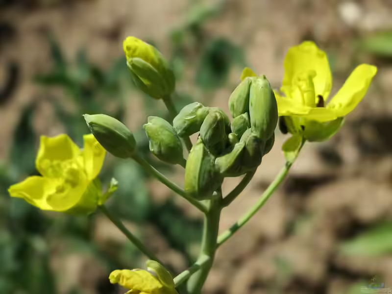 Diplotaxis tenuifolia im Garten pflanzen (Einrichtungsbeispiele mit Schmalblättriger Doppelsame)