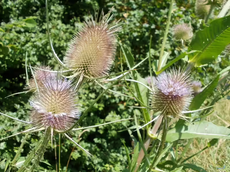 Dipsacus fullonum im Garten pflanzen (Einrichtungsbeispiele mit Wilde Karde) Dipsacus fullonum im Garten pflanzen (Einrichtungsbeispiele mit Wilde Karde)