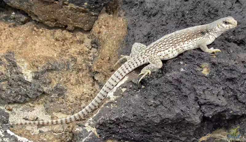 Dipsosaurus dorsalia im Terrarium halten (Einrichtungsbeispiele für Wüstenleguan)