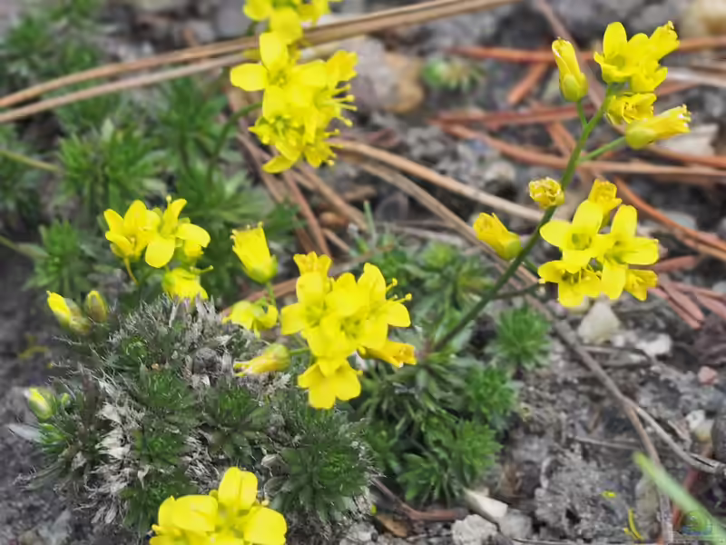 Draba aizoides im Garten pflanzen (Einrichtungsbeispiele mit Immergrünes Felsenblümchen) Draba aizoides im Garten pflanzen (Einrichtungsbeispiele mit Immergrünes Felsenblümchen)