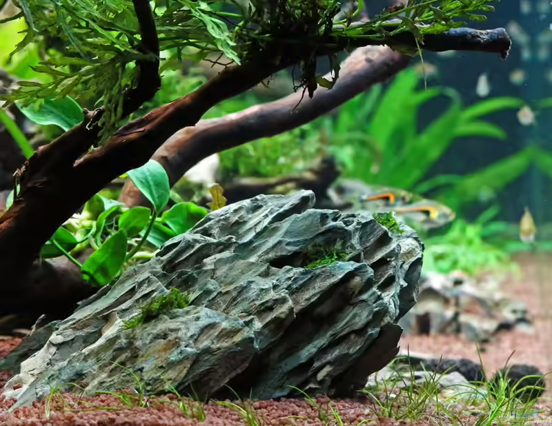 Drachenstein als Deko im Aquarium (Einrichtungsbeispiele mit Ohko Rock) Drachenstein als Deko im Aquarium (Einrichtungsbeispiele mit Ohko Rock)