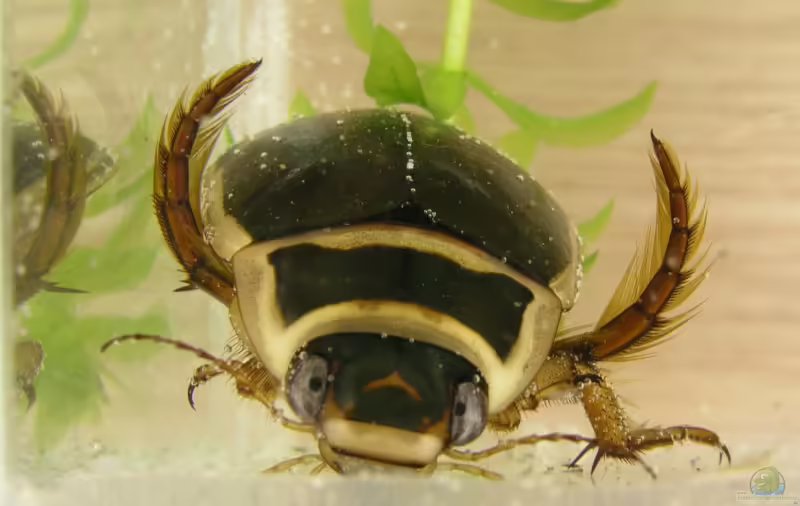 Dytiscus marginalis im Gartenteich (Einrichtungsbeispiele mit Gelbrandkäfer) Dytiscus marginalis im Gartenteich (Einrichtungsbeispiele mit Gelbrandkäfer)