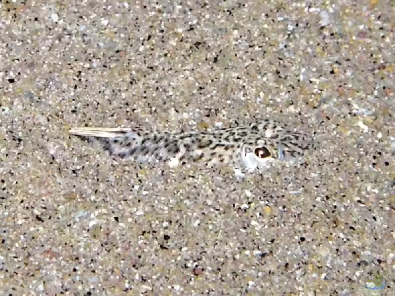 Echiichthys vipera im Aquarium halten (Einrichtungsbeispiele für Kleines Petermännchen) Echiichthys vipera im Aquarium halten (Einrichtungsbeispiele für Kleines Petermännchen)