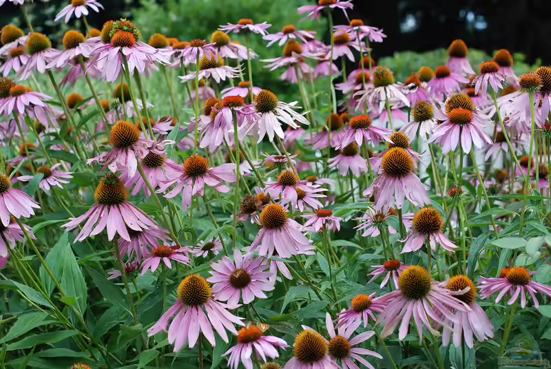 Echinacea purpurea am Gartenteich pflanzen (Einrichtungsbeispiele mit Purpur-Sonnenhut) Echinacea purpurea am Gartenteich pflanzen (Einrichtungsbeispiele mit Purpur-Sonnenhut)