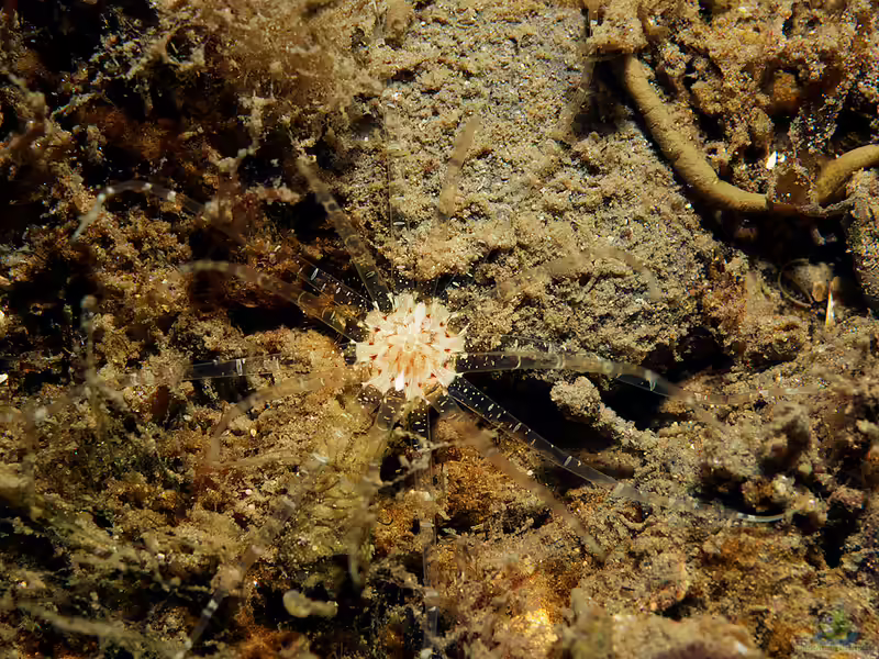 Edwardsia claparedii im Aquarium halten (Einrichtungsbeispiele für Grabende Seeanemone) Edwardsia claparedii im Aquarium halten (Einrichtungsbeispiele für Grabende Seeanemone)
