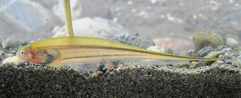 Eigenmannia virescens im Aquarium halten (Einrichtungsbeispiele für Grüner Messerfisch) Eigenmannia virescens im Aquarium halten (Einrichtungsbeispiele für Grüner Messerfisch)