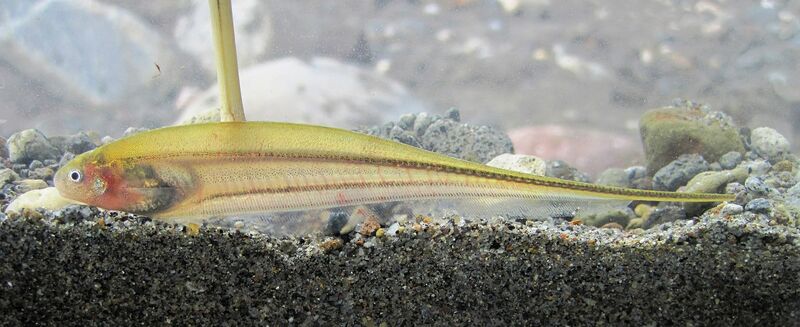 Eigenmannia virescens im Aquarium halten (Einrichtungsbeispiele für Grüner Messerfisch)