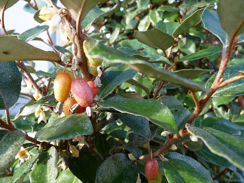 Elaeagnus ebbingei im Garten pflanzen (Einrichtungsbeispiele mit Wintergrüne Ölweide) Elaeagnus ebbingei im Garten pflanzen (Einrichtungsbeispiele mit Wintergrüne Ölweide)