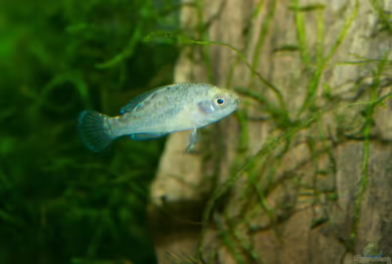 Elassoma evergladei im Aquarium halten (Einrichtungsbeispiele für Zwergschwarzbarsch) Elassoma evergladei im Aquarium halten (Einrichtungsbeispiele für Zwergschwarzbarsch)