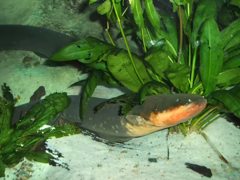 Electrophorus electricus im Aquarium halten (Einrichtungsbeispiele mit Zitteraalen) Electrophorus electricus im Aquarium halten (Einrichtungsbeispiele mit Zitteraalen)