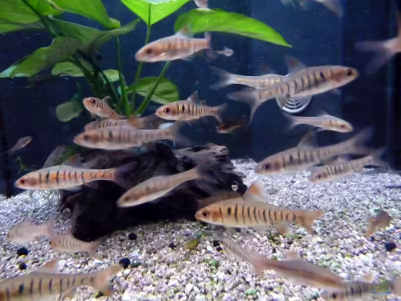 Enteromius fasciolatus im Aquarium halten (Einrichtungsbeispiele für Angolabarben) Enteromius fasciolatus im Aquarium halten (Einrichtungsbeispiele für Angolabarben)