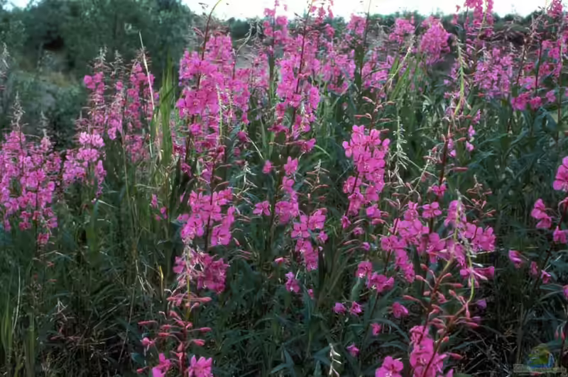 Epilobium angustifolium im Garten pflanzen (Einrichtungsbeispiele mit Schmalblättriges Weidenröschen) Epilobium angustifolium im Garten pflanzen (Einrichtungsbeispiele mit Schmalblättriges Weidenröschen)
