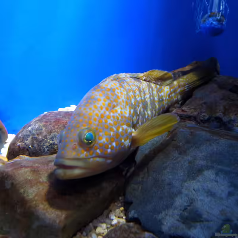 Epinephelus akaara im Aquarium halten (Einrichtungsbeispiele für Hong Kong-Barsch) Epinephelus akaara im Aquarium halten (Einrichtungsbeispiele für Hong Kong-Barsch)