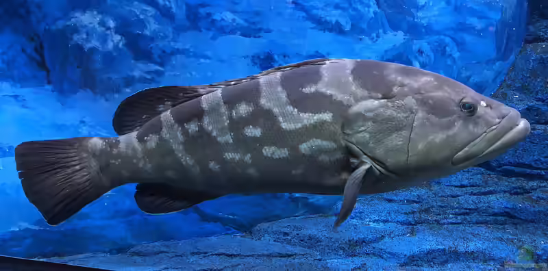 Epinephelus bruneus im Aquarium halten (Einrichtungsbeispiele für Langzahn-Zackenbarsch) Epinephelus bruneus im Aquarium halten (Einrichtungsbeispiele für Langzahn-Zackenbarsch)