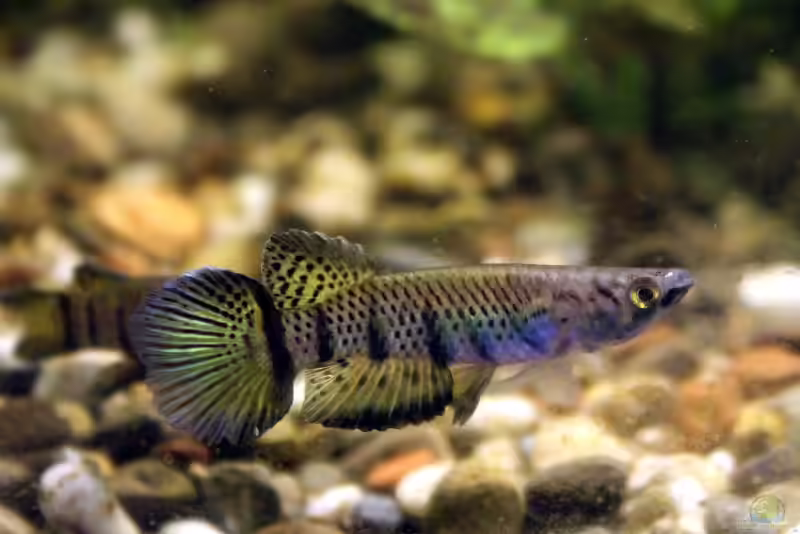 Epiplatys sexfasciatus im Aquarium halten (Einrichtungsbeispiele für Sechsbandhechtlinge) Epiplatys sexfasciatus im Aquarium halten (Einrichtungsbeispiele für Sechsbandhechtlinge)