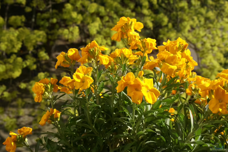 Erysimum cheiri im Garten pflanzen (Einrichtungsbeispiele mit Goldlack) Erysimum cheiri im Garten pflanzen (Einrichtungsbeispiele mit Goldlack)