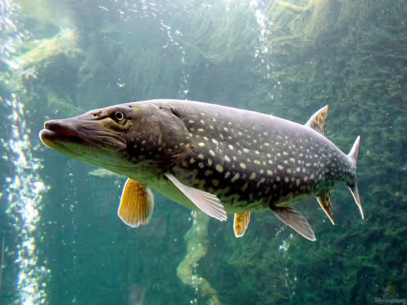 Hecht im Gartenteich halten (Teichbeispiele für Esox lucius)