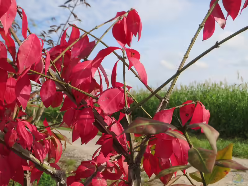Euonymus alatus im Garten pflanzen (Einrichtungsbeispiele mit Flügel-Spindelstrauch) Euonymus alatus im Garten pflanzen (Einrichtungsbeispiele mit Flügel-Spindelstrauch)