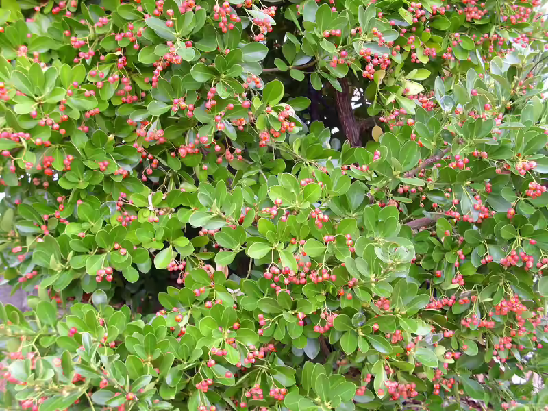 Euonymus japonicus im Garten pflanzen (Einrichtungsbeispiele mit Japanischer Spindelstrauch)