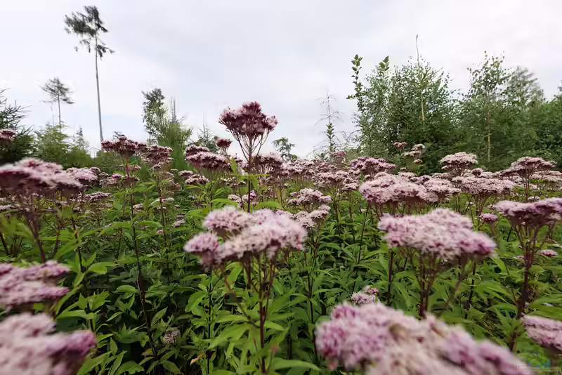 Eupatorium cannabinum im Gartenteich (Einrichtungsbeispiele mit Wasserdost)