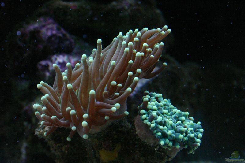 Euphyllia glabrescens im Aquarium halten (Einrichtungsbeispiele für Goldspitzen-Fackelkoralle)