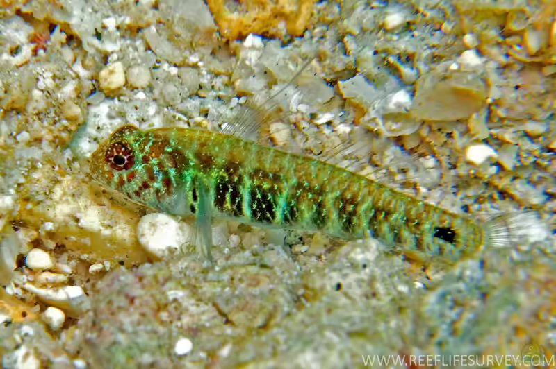 Eviota hoesei im Aquarium halten (Einrichtungsbeispiele für Eviota hoesei) Eviota hoesei im Aquarium halten (Einrichtungsbeispiele für Eviota hoesei)